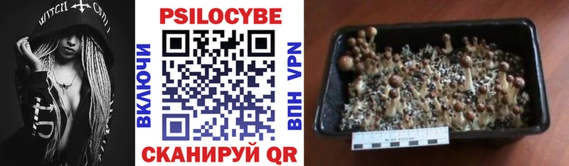 Галлюциногенные грибы MAGIC MUSHROOMS  продажа наркотиков  Пущино 